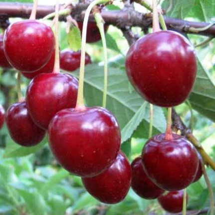 Вишня обыкновенная Тургеневка